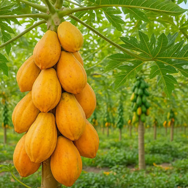 Brazilian Papaya Tree – Sweet Tropical Fruit